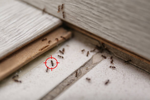 Best Ant Control Services  in Aloha, OR